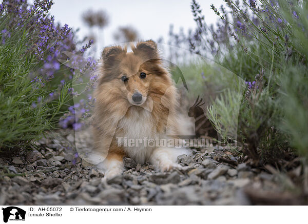 Sheltie Hndin / female Sheltie / AH-05072