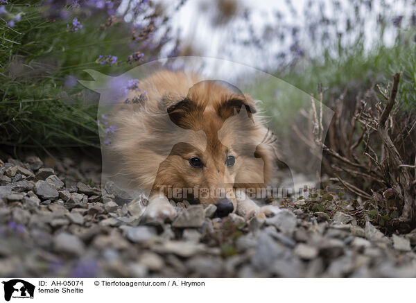Sheltie Hndin / female Sheltie / AH-05074
