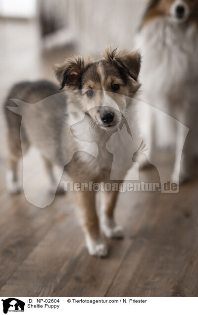 Sheltie Welpe / Sheltie Puppy / NP-02604