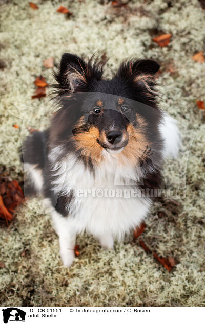 erwachsener Sheltie / adult Sheltie / CB-01551