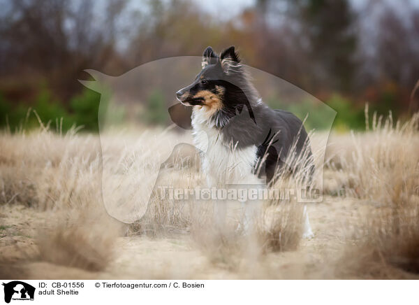 erwachsener Sheltie / adult Sheltie / CB-01556