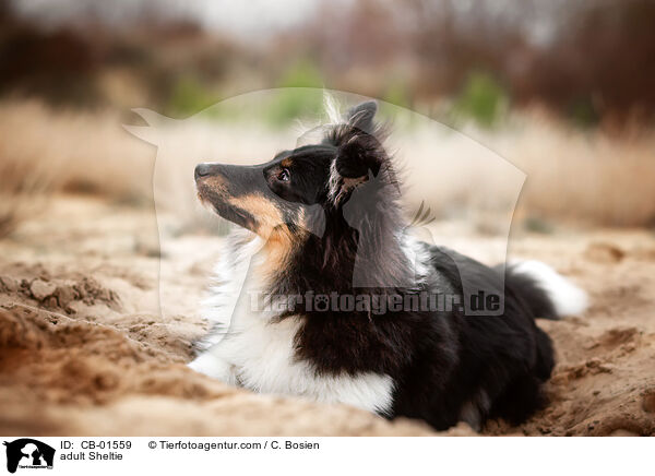 erwachsener Sheltie / adult Sheltie / CB-01559