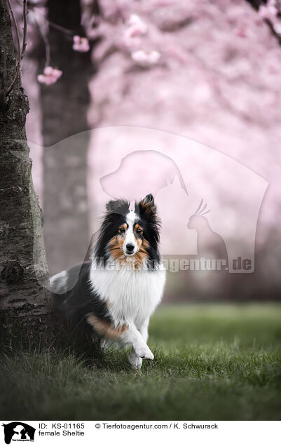 Sheltie Hndin / female Sheltie / KS-01165