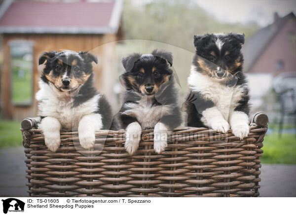 Sheltie Welpen / Shetland Sheepdog Puppies / TS-01605