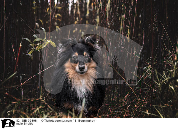 Sheltie Rde / male Sheltie / SIB-02808