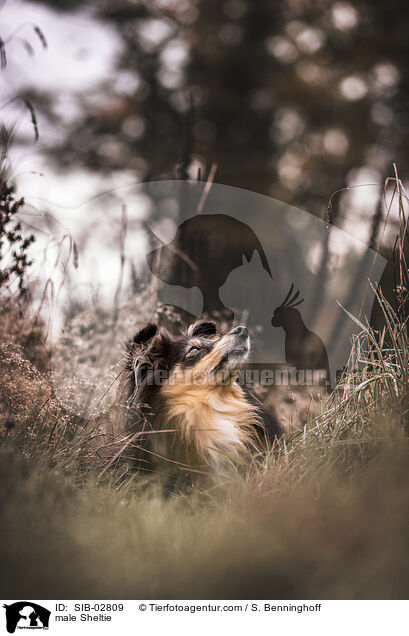 male Sheltie / SIB-02809