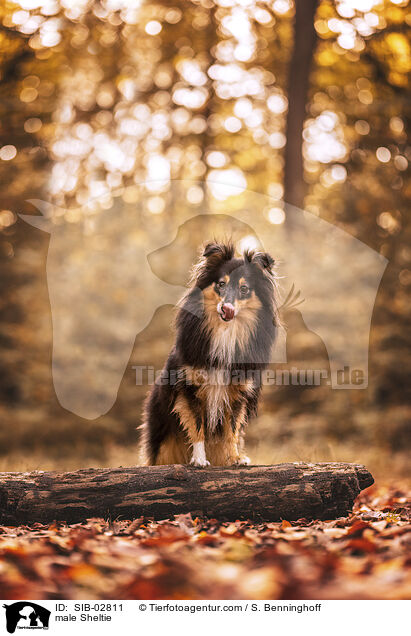 Sheltie Rde / male Sheltie / SIB-02811