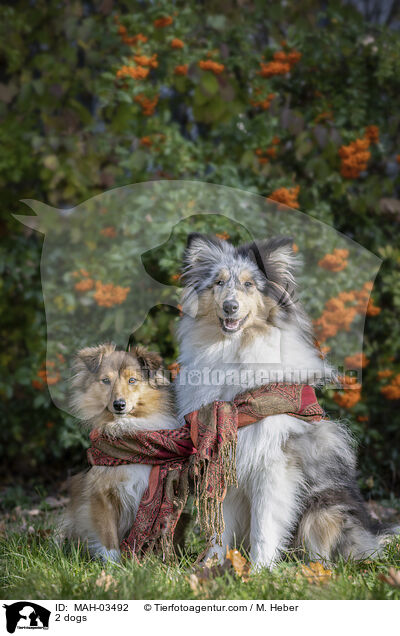 2 dogs / MAH-03492