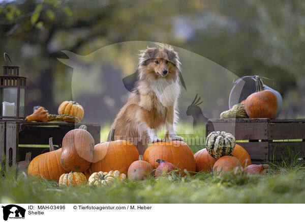Sheltie / MAH-03496