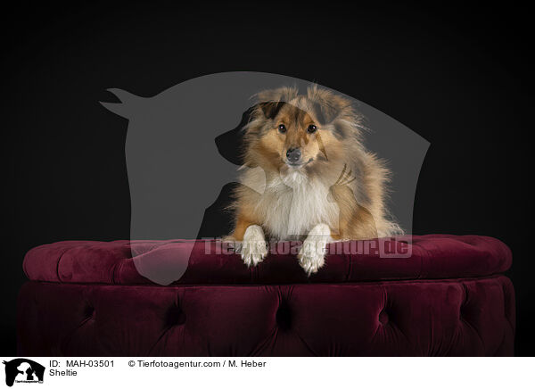 Sheltie / MAH-03501