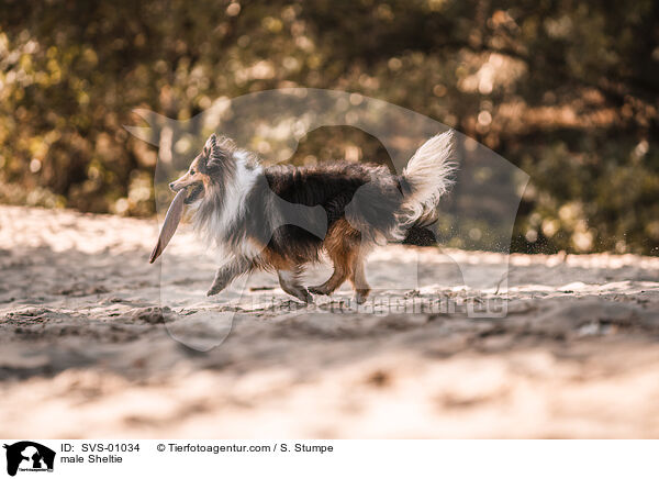 Sheltie Rde / male Sheltie / SVS-01034