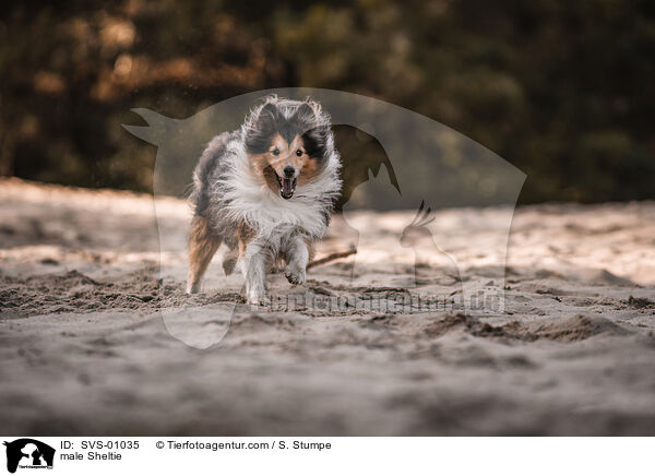 Sheltie Rde / male Sheltie / SVS-01035
