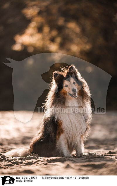 Sheltie Rde / male Sheltie / SVS-01037