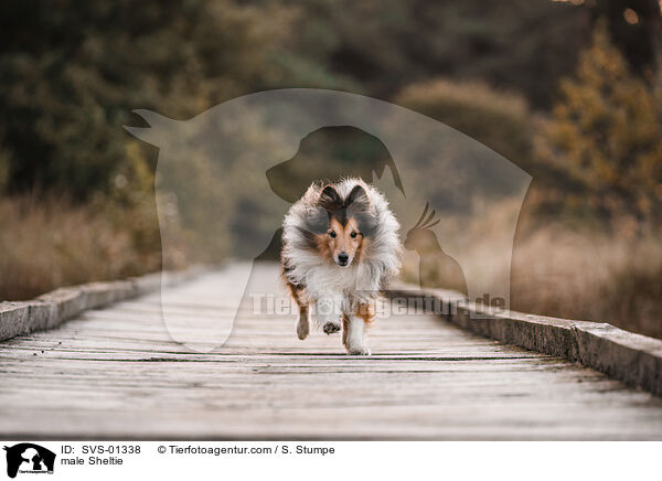 Sheltie Rde / male Sheltie / SVS-01338
