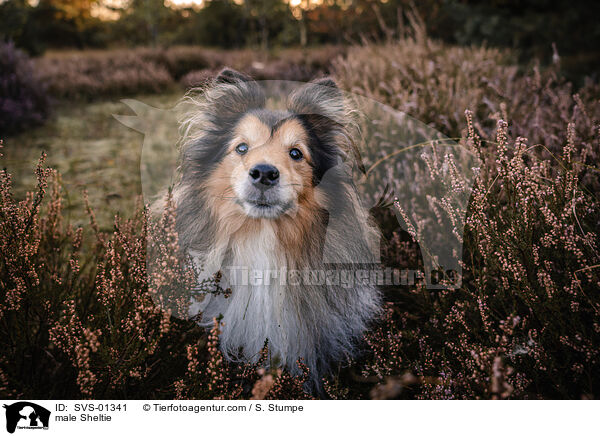 Sheltie Rde / male Sheltie / SVS-01341