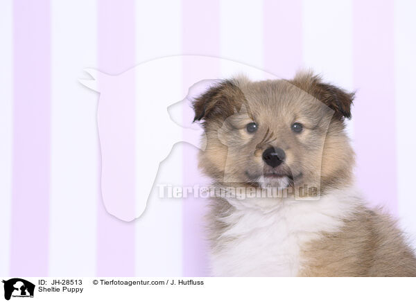 Sheltie Welpe / Sheltie Puppy / JH-28513