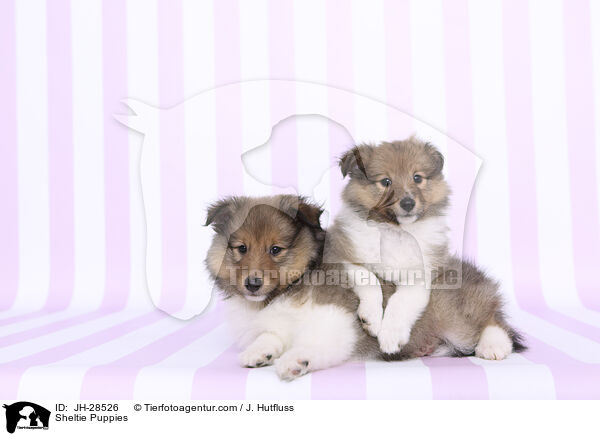 Sheltie Welpen / Sheltie Puppies / JH-28526