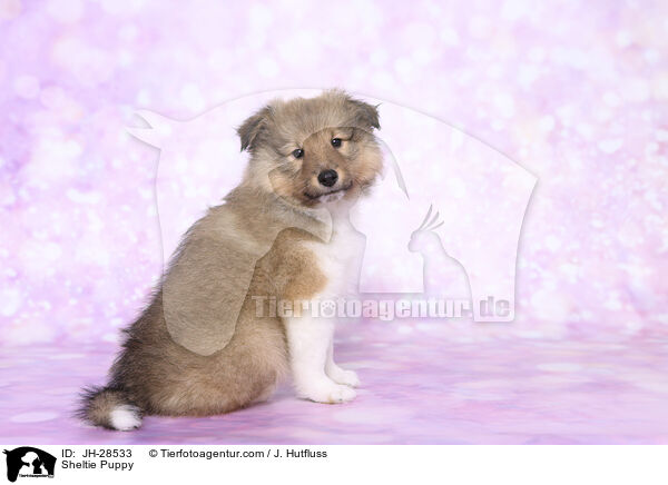 Sheltie Welpe / Sheltie Puppy / JH-28533