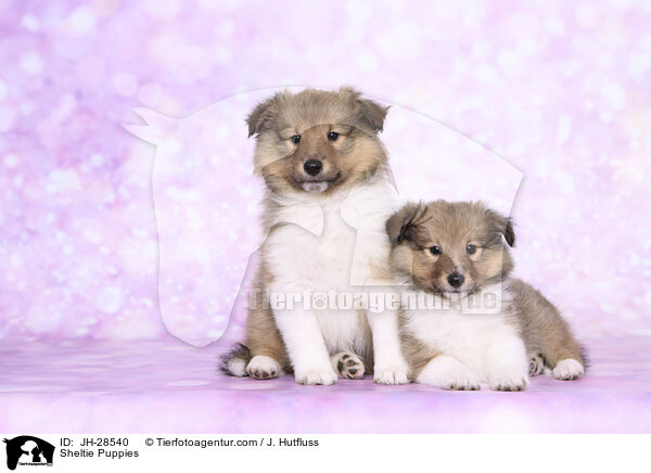 Sheltie Welpen / Sheltie Puppies / JH-28540