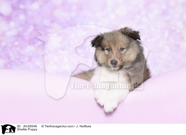 Sheltie Welpe / Sheltie Puppy / JH-28548
