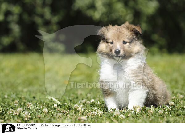 Sheltie Welpe / Sheltie Puppy / JH-29023