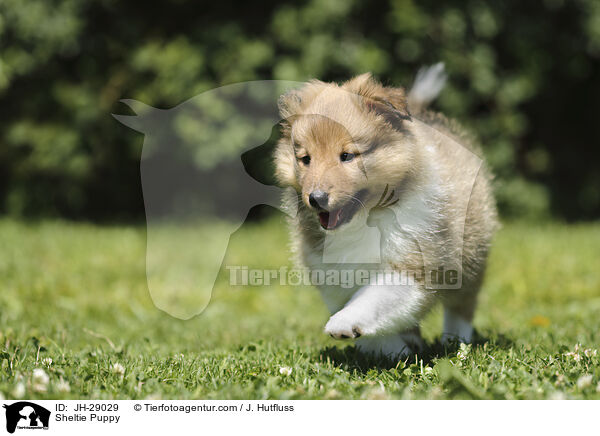 Sheltie Puppy / JH-29029