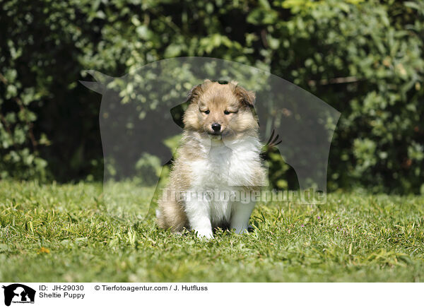 Sheltie Puppy / JH-29030