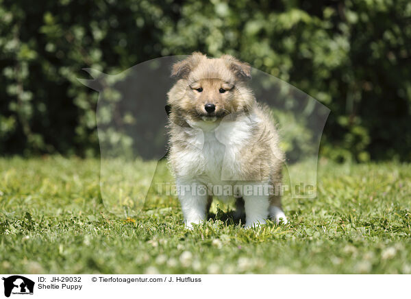 Sheltie Puppy / JH-29032