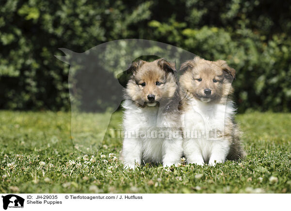 Sheltie Puppies / JH-29035