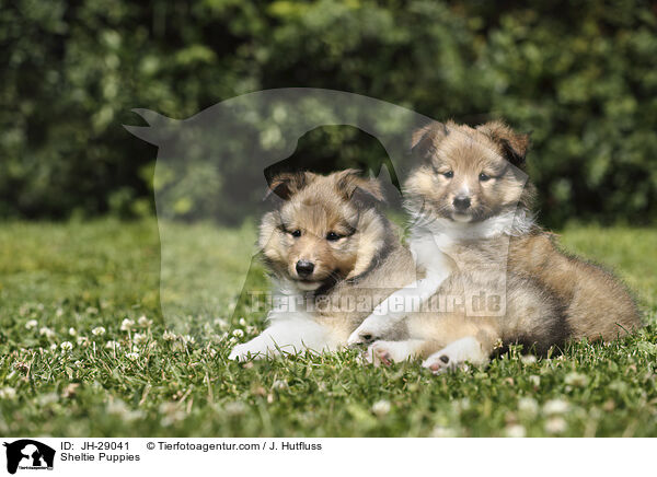 Sheltie Welpen / Sheltie Puppies / JH-29041