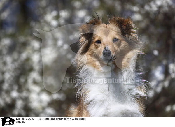 Sheltie / Sheltie / JH-30933