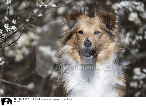 Sheltie / Sheltie / JH-30937
