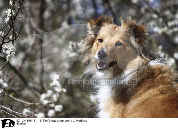 Sheltie / Sheltie / JH-30941