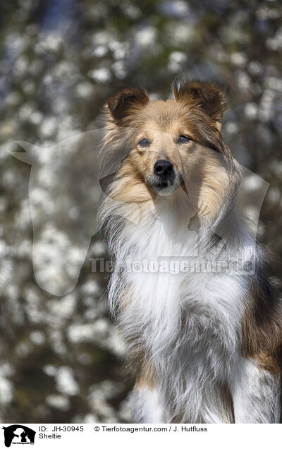 Sheltie / Sheltie / JH-30945
