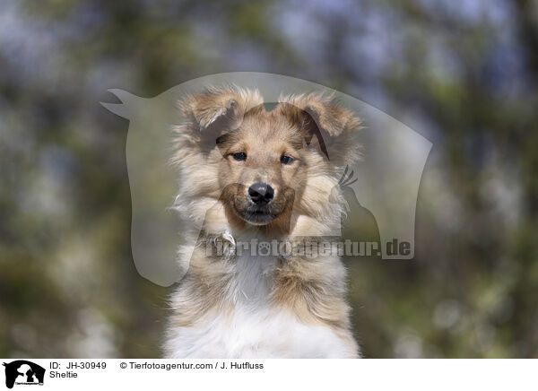 Sheltie / Sheltie / JH-30949