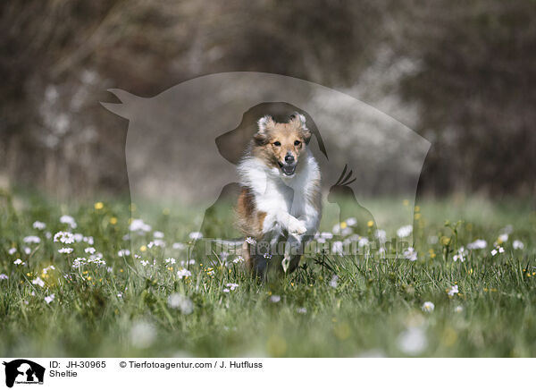 Sheltie / JH-30965