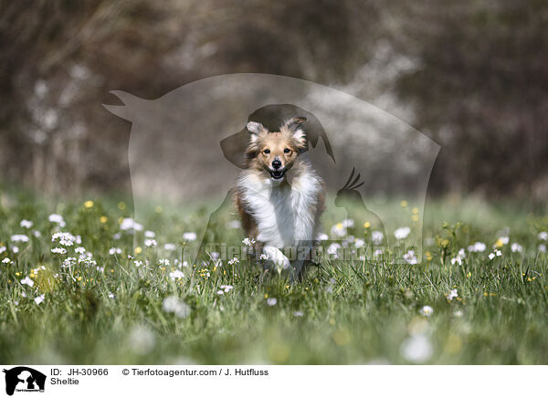 Sheltie / JH-30966