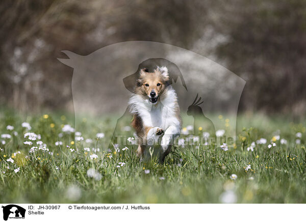 Sheltie / JH-30967