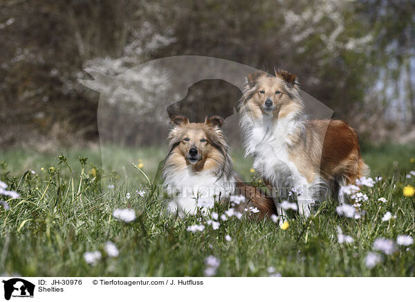 Shelties / JH-30976