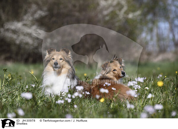 Shelties / JH-30978