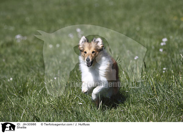 Sheltie / Sheltie / JH-30986
