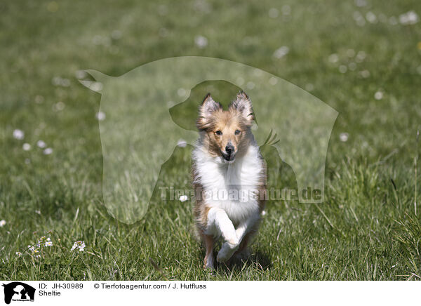 Sheltie / Sheltie / JH-30989