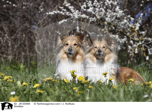 Shelties / JH-30998
