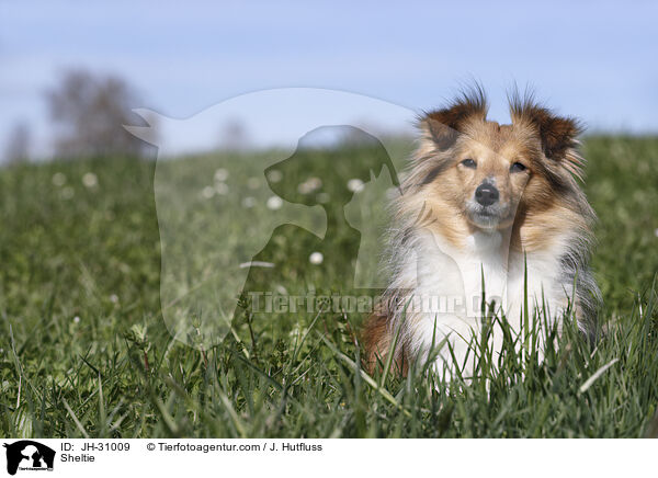 Sheltie / Sheltie / JH-31009