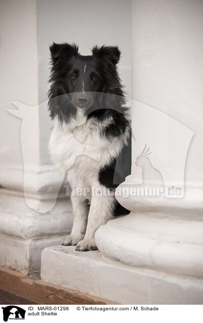 adult Sheltie / MARS-01298