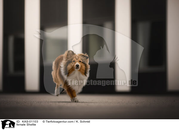female Sheltie / KAS-01103