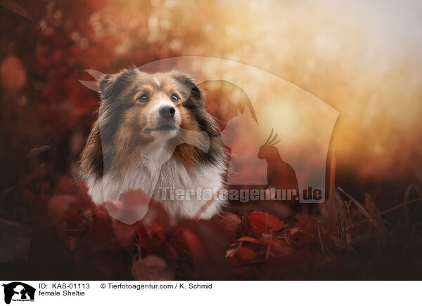 female Sheltie / KAS-01113