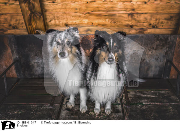 Shelties / Shelties / BE-01047