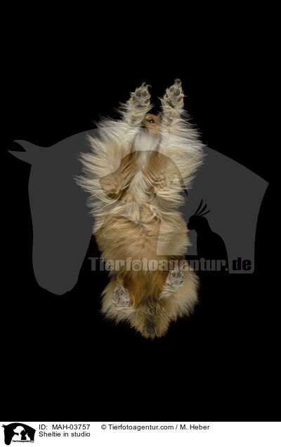Sheltie in studio / MAH-03757