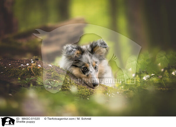 Sheltie puppy / MASC-01020